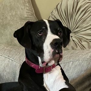 Meet your Posher, Lynnard